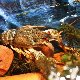 13.49_pp_0082.JPGmini.jpg