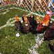 13.49_pp_1341.JPGmini.jpg