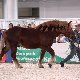 13.51_pp_0433.JPGmini.jpg
