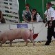 13.52_pp_0213.JPGmini.jpg